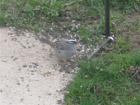  WHITE-CROWNED SPARROW 