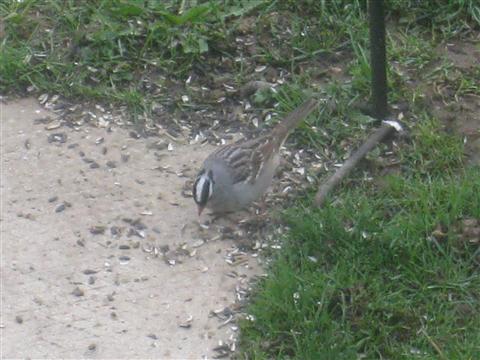  WHITE-CROWNED SPARROW 