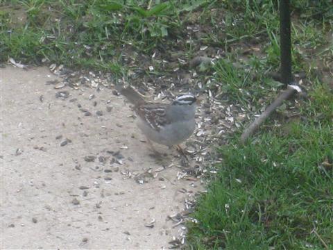  WHITE-CROWNED SPARROW 