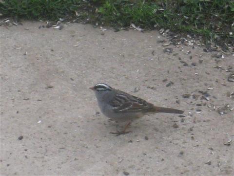  WHITE-CROWNED SPARROW 