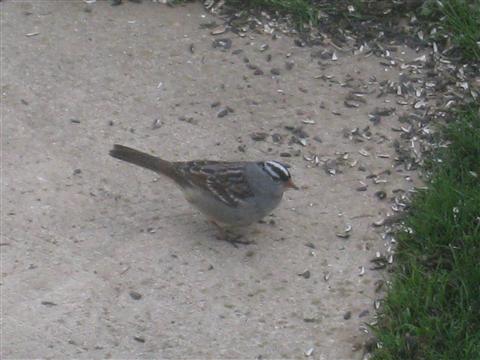  WHITE-CROWNED SPARROW 