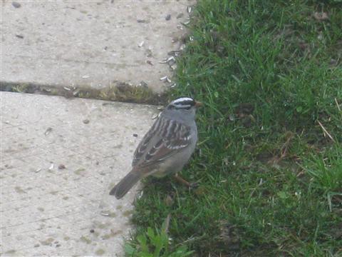  WHITE-CROWNED SPARROW 