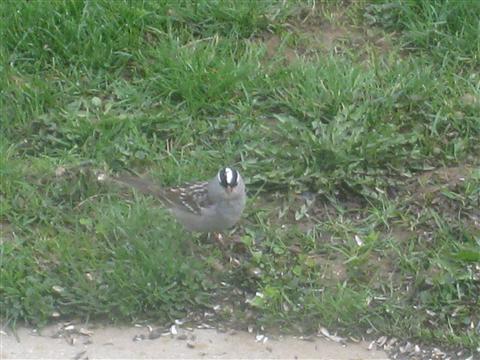  WHITE-CROWNED SPARROW 