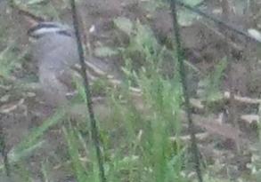  WHITE-CROWNED SPARROW 