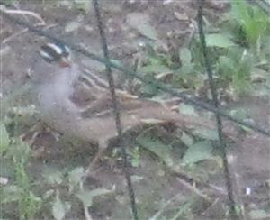  WHITE-CROWNED SPARROW 