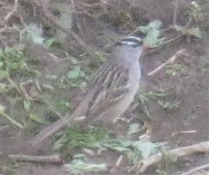  WHITE-CROWNED SPARROW 