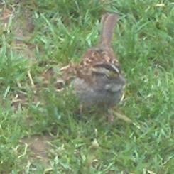  WHITE-THROATED SPARROW 