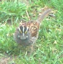 WHITE-THROATED SPARROW 