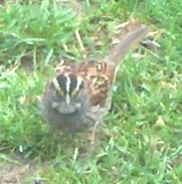  WHITE-THROATED SPARROW 