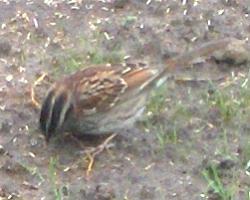  WHITE-THROATED SPARROW 