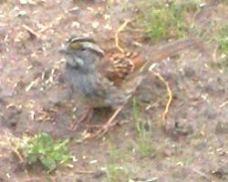  WHITE-THROATED SPARROW 