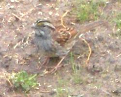  WHITE-THROATED SPARROW 