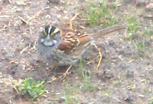  WHITE-THROATED SPARROW 