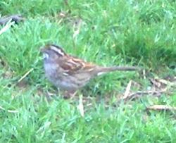  WHITE-THROATED SPARROW 