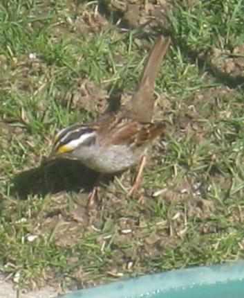  WHITE-THROATED SPARROW 