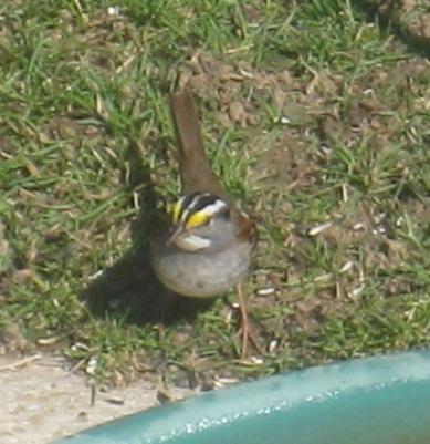  WHITE-THROATED SPARROW 