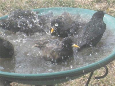  European Starling 