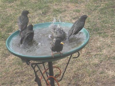  European Starling 