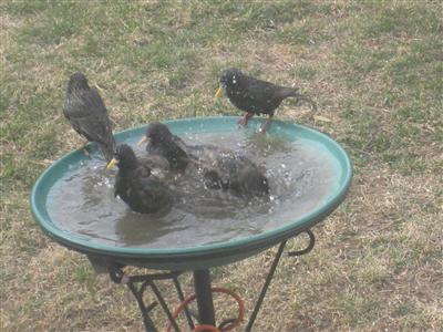  European Starling 