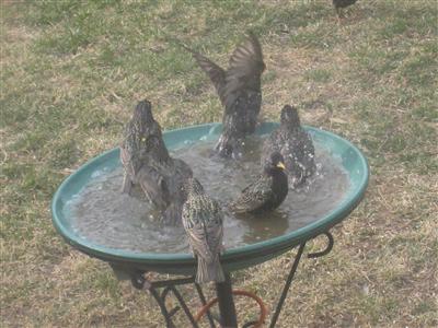  European Starling 