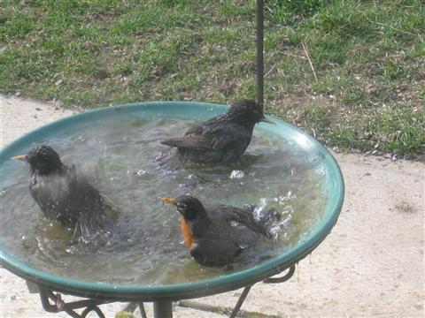  European Starling 