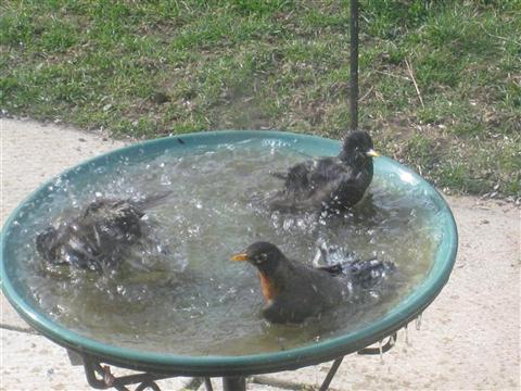  American ROBIN 