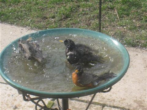  American ROBIN 