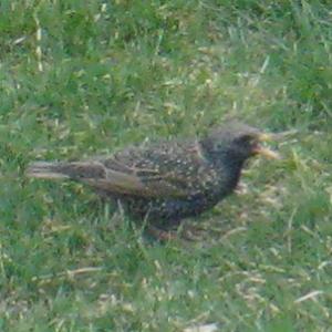  European Starling 