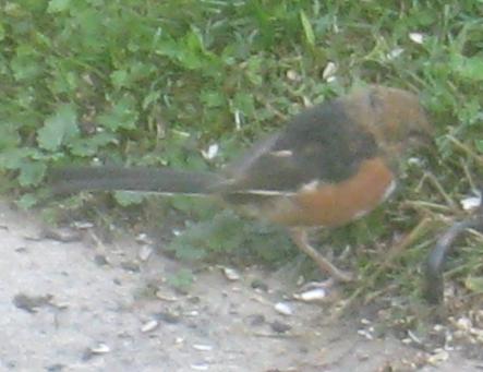  TOWHEE, Eastern 