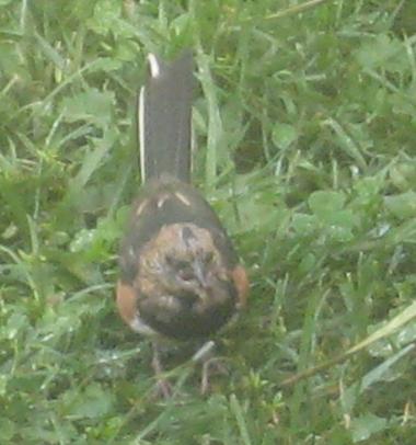  TOWHEE, Eastern 