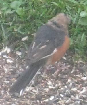  TOWHEE, Eastern 