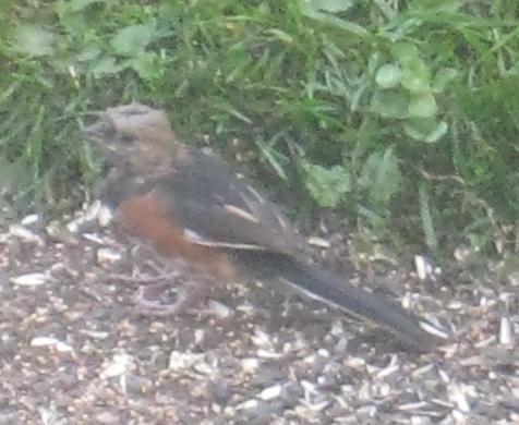  TOWHEE, Rufous-sided 