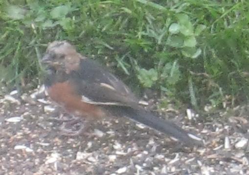  TOWHEE, Eastern 