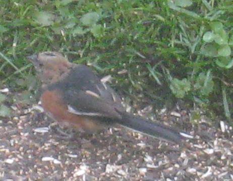  TOWHEE, Eastern 