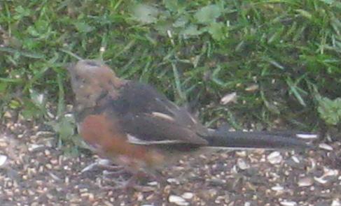  TOWHEE, Eastern 