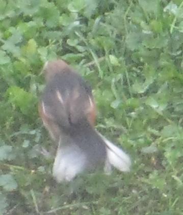  TOWHEE, Eastern 