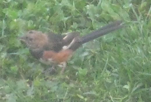  TOWHEE, Eastern 