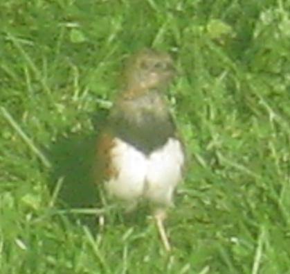  TOWHEE, Eastern 