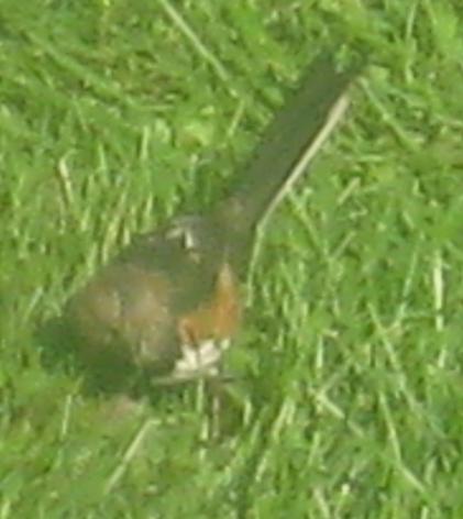  TOWHEE, Eastern 