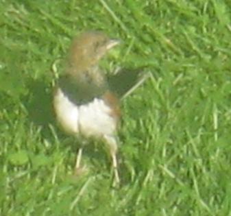  TOWHEE, Eastern 