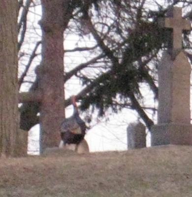  Wild Turkey, male 