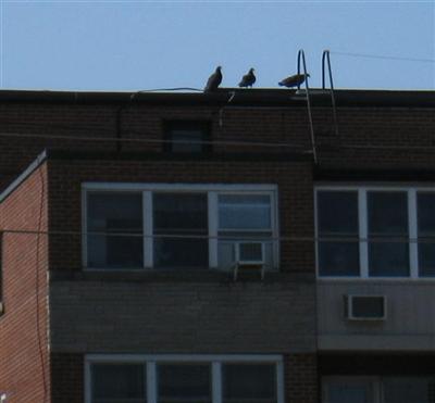  Turkey Vulture 