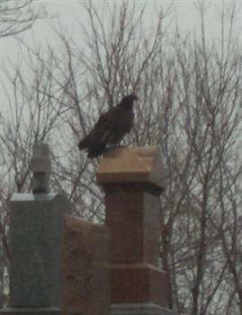  Turkey Vulture 