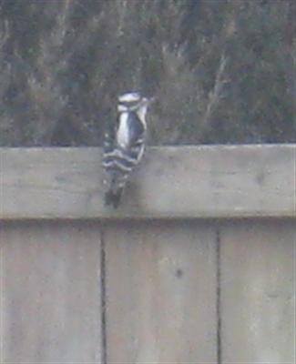  DOWNY WOODPECKER 