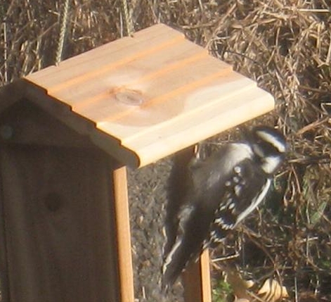  DOWNY WOODPECKER 