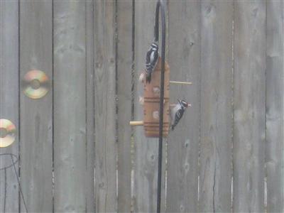  DOWNY WOODPECKER 