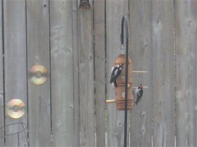  DOWNY WOODPECKER 