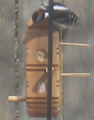  DOWNY WOODPECKER 