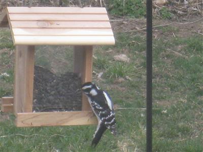  DOWNY WOODPECKER 