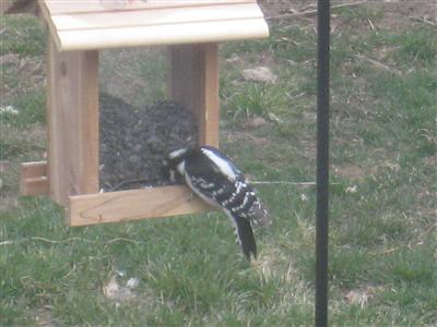  DOWNY WOODPECKER 